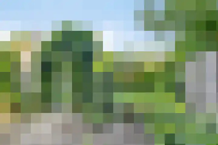 Drentesingel 52 Arnhem thumbnail 34