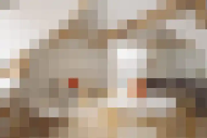Droogbak 8 3 Amsterdam thumbnail 8