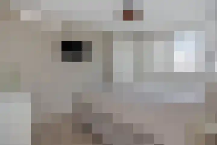 Druivenkas 12 Vught thumbnail 19