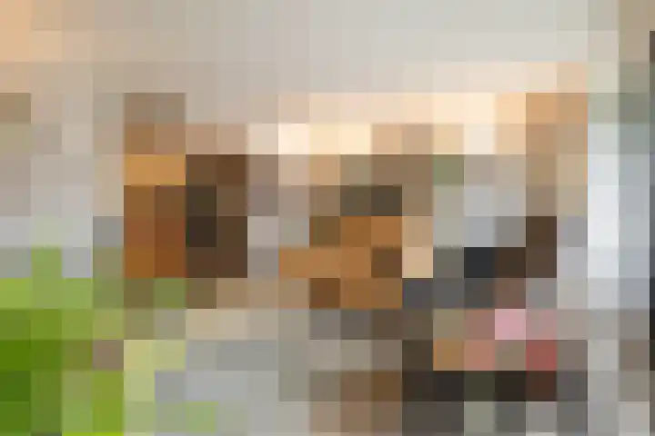 Dubčeksingel 40 Ede thumbnail 12
