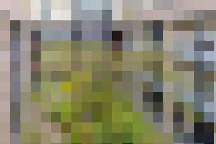 Dubčeksingel 98 Ede thumbnail 28