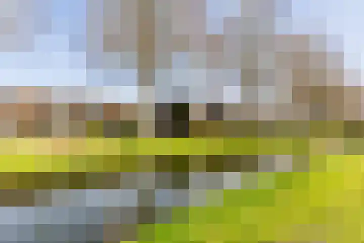 Duiker 42 Grootebroek thumbnail 62