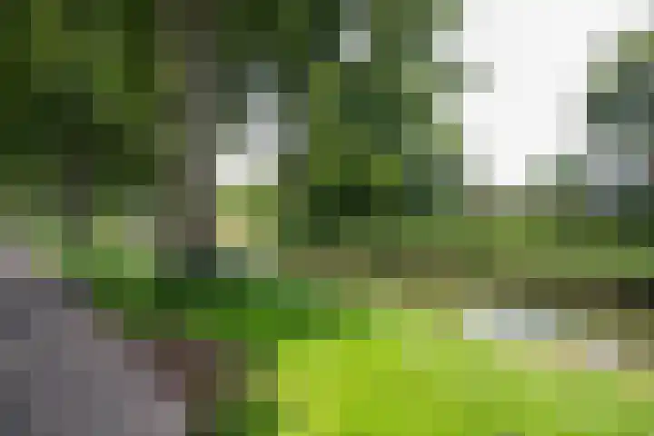 Duiker 50 Grootebroek thumbnail 4