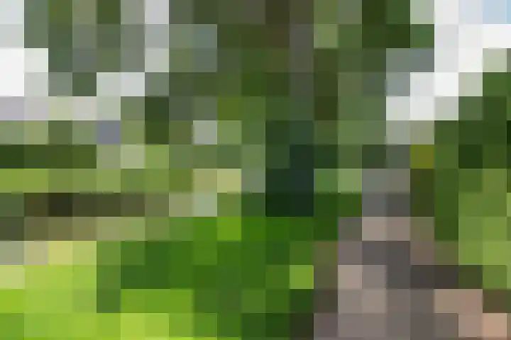 Duiker 50 Grootebroek thumbnail 5