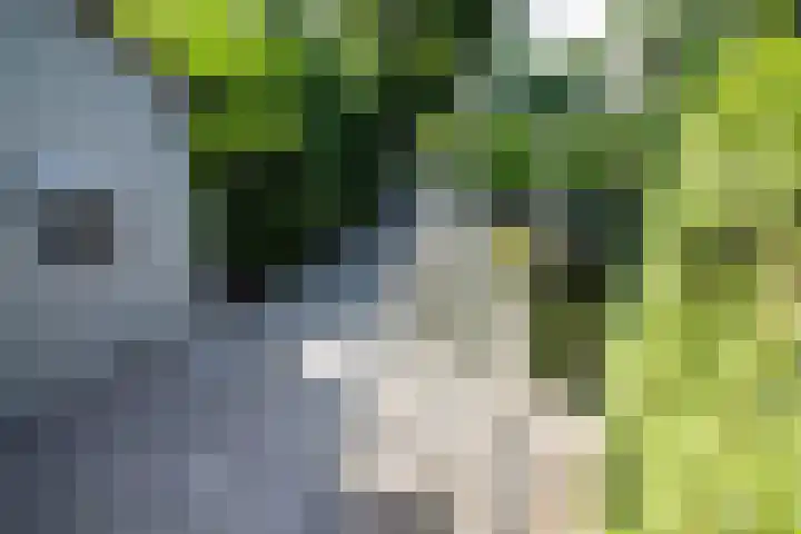 Duiker 50 Grootebroek thumbnail 8