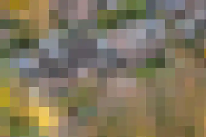 Duimeling 3 Angeren thumbnail 46
