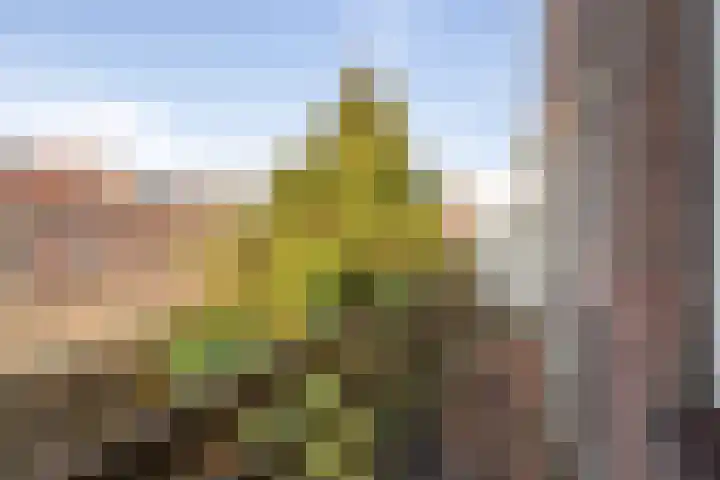 Duinoordstraat 79 Haarlem thumbnail 35
