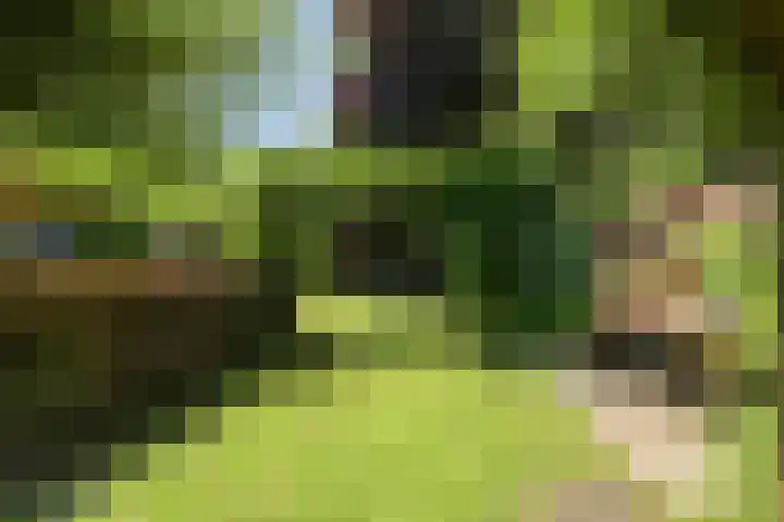 Duinroosstraat 34 Bakel thumbnail 35