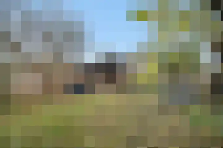 Duivelmolen 3 Oss thumbnail 35