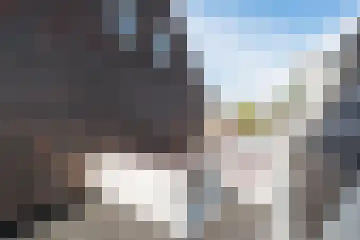 Duizelseweg 4 Eersel thumbnail 40