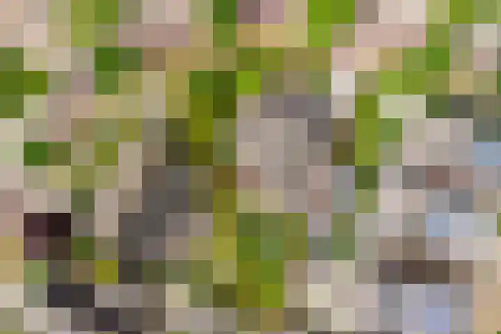 Duizendblad 11 Kapelle thumbnail 44