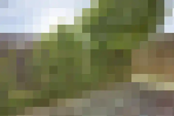 Duizendblad 13 Oss thumbnail 24