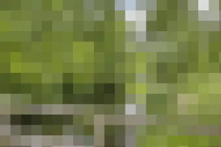 Duizendblad 13 Oss thumbnail 28