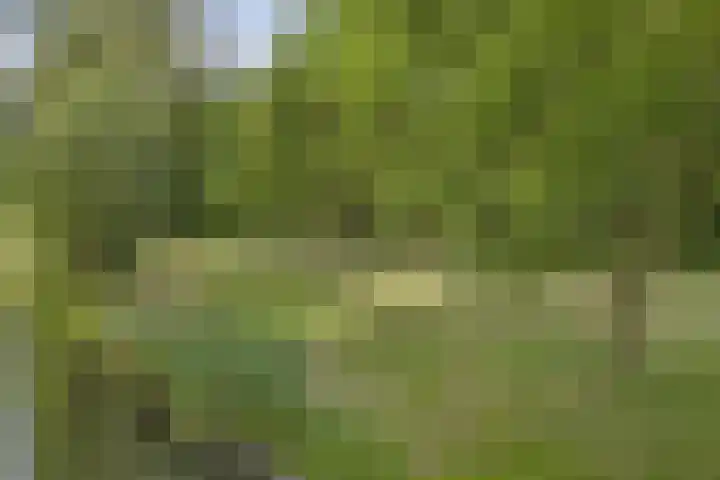 Duizendblad 13 Oss thumbnail 29