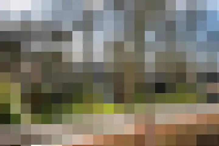 Dukdalf 129 Groningen thumbnail 21