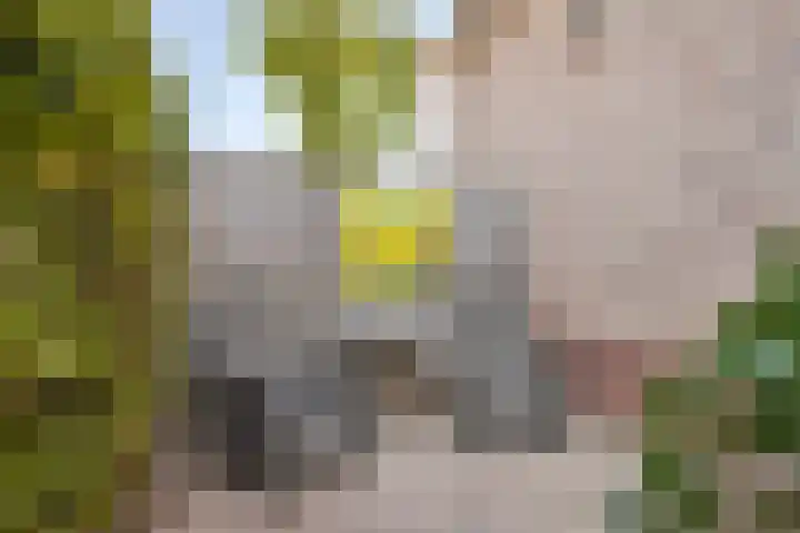 Duvensteijn 8 Goes thumbnail 38