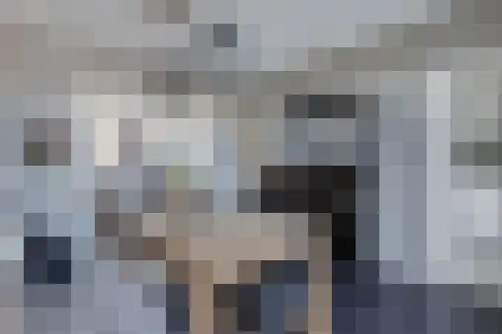 Dwarsnoard 51 Workum thumbnail 15