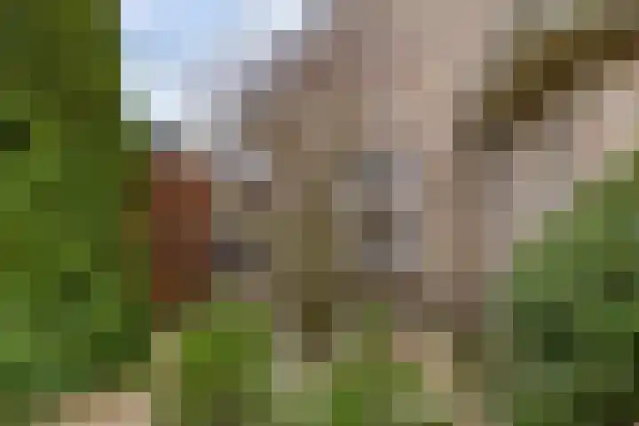 Dwarsreed 2 De Westereen thumbnail 7
