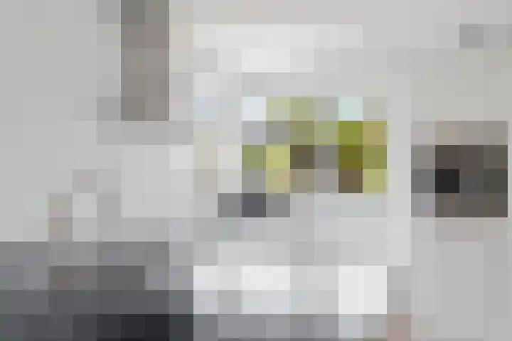 Dwergstern 3 Emmen thumbnail 13