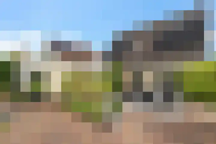 Dwergstern 3 Emmen thumbnail 31