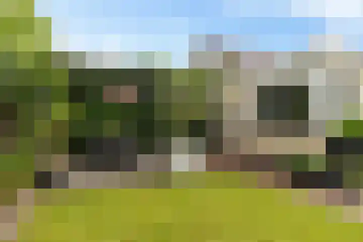 Dwergstern 3 Emmen thumbnail 33