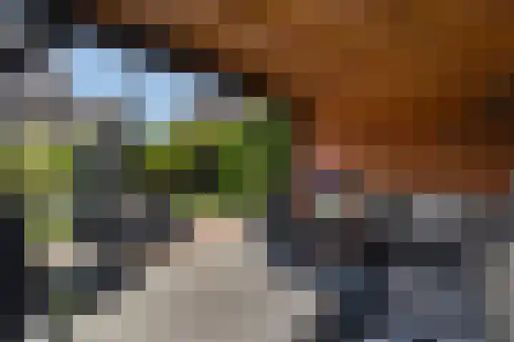 Dwergstern 3 Emmen thumbnail 35