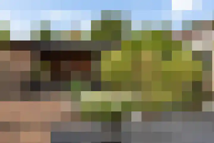 Dwergstern 3 Emmen thumbnail 38