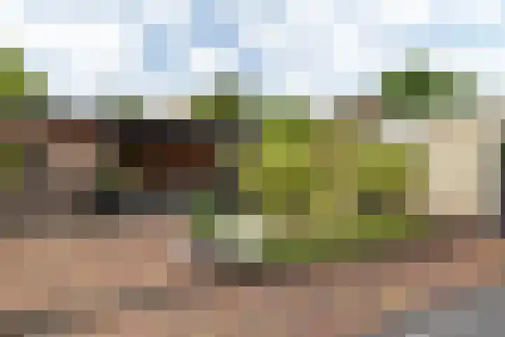 Dwergstern 3 Emmen thumbnail 39