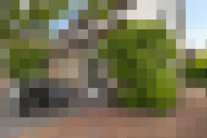 Dwergstern 3 Emmen thumbnail 40