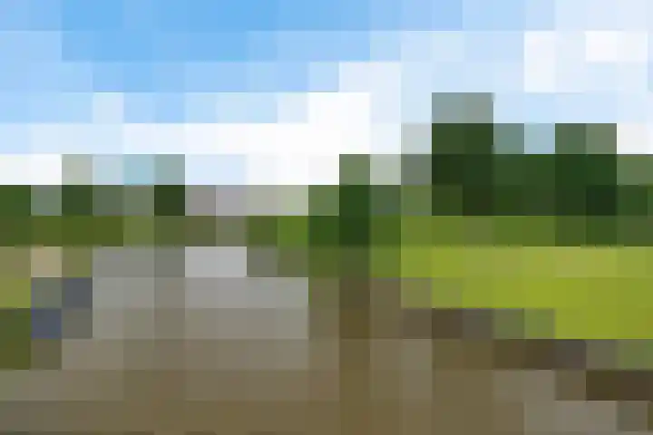 Dwergstern 3 Emmen thumbnail 42