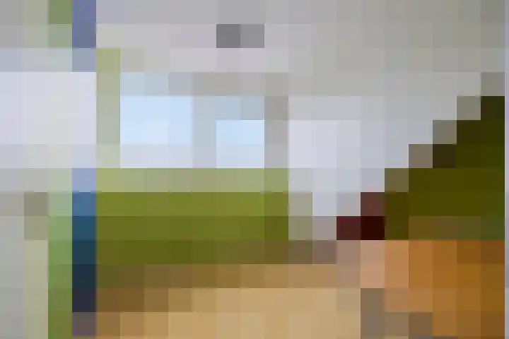 Dwergstern 45 Emmen thumbnail 43