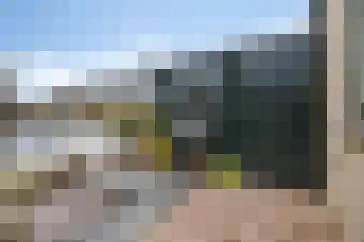 Dwergstern 45 Emmen thumbnail 46