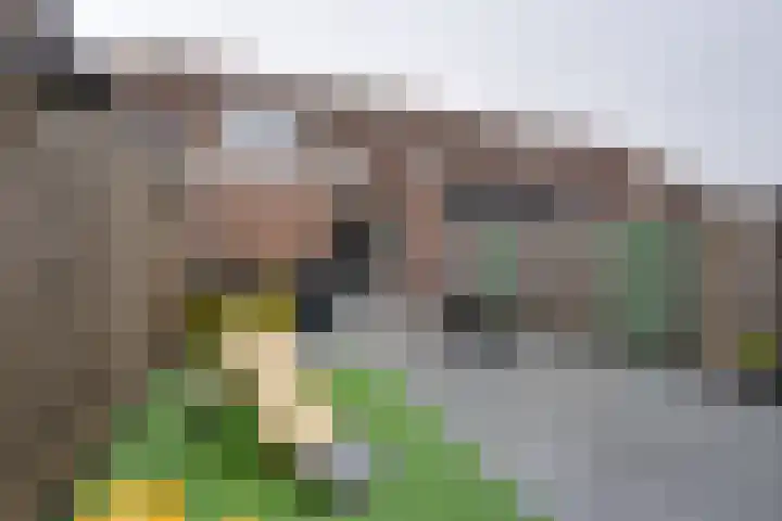 Dwingel 31 De Goorn thumbnail 29