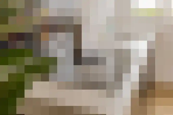 Dwingel 6 Steenbergen thumbnail 13