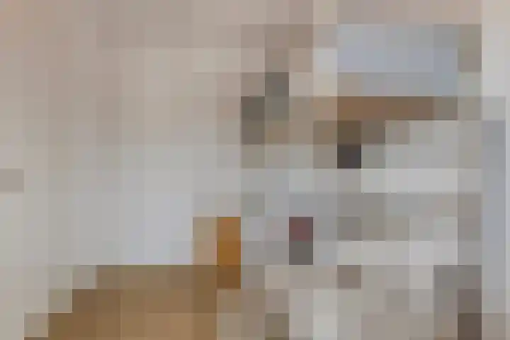 Dwingel 6 Steenbergen thumbnail 16