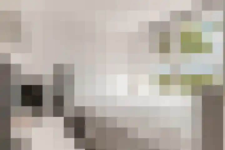 Edelsteen 56 Houten thumbnail 33