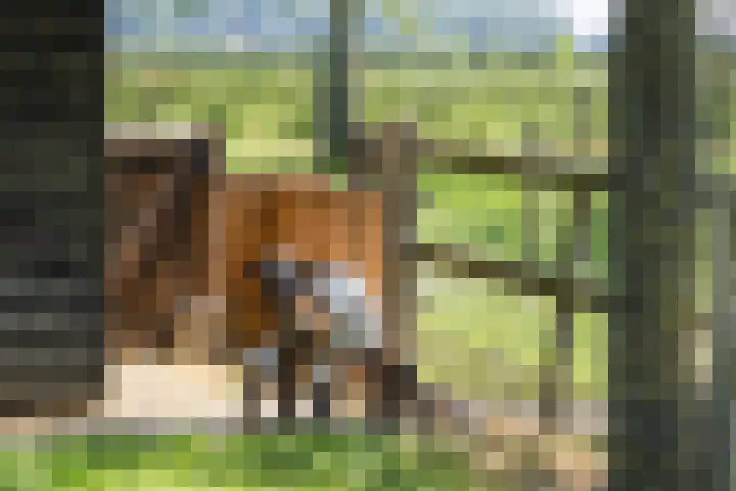 Eekstraat 3 Steenderen thumbnail 61