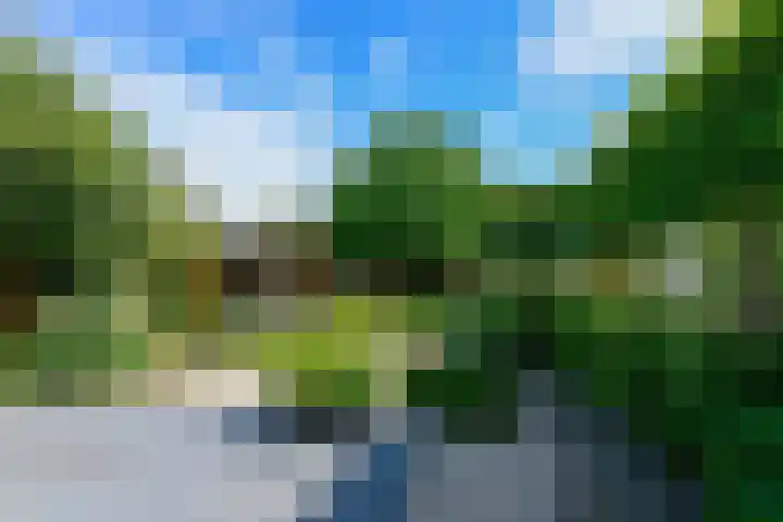 Eendekroos 100 Drachten thumbnail 5
