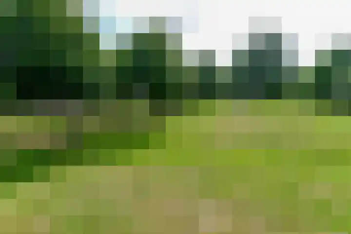 Eendekroos 100 Drachten thumbnail 66