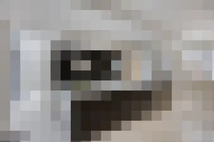 Eendenbrink 39 Den Haag thumbnail 13
