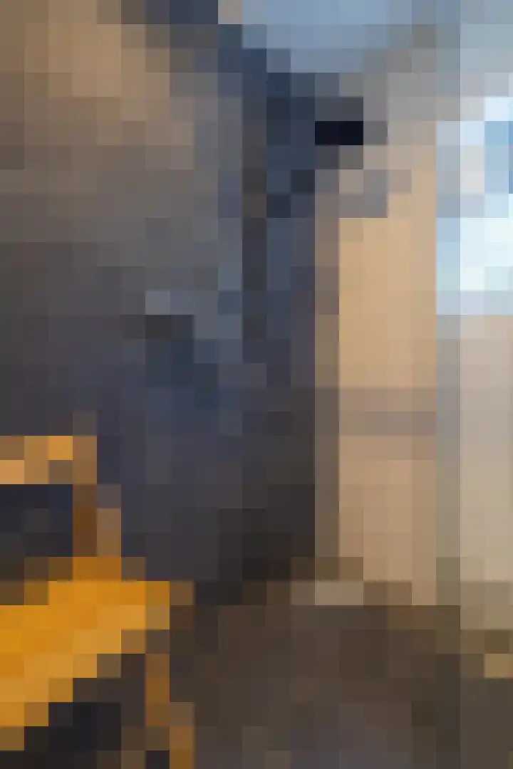 Eewal 51 Burdaard thumbnail 32
