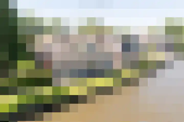 Eewal 51 Burdaard thumbnail 4