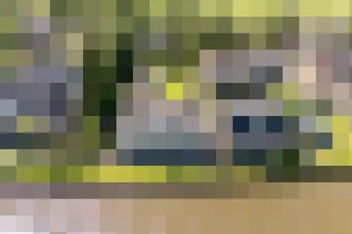 Eewal 51 Burdaard thumbnail 5