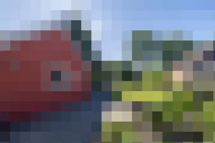 Eewal 51 Burdaard thumbnail 65