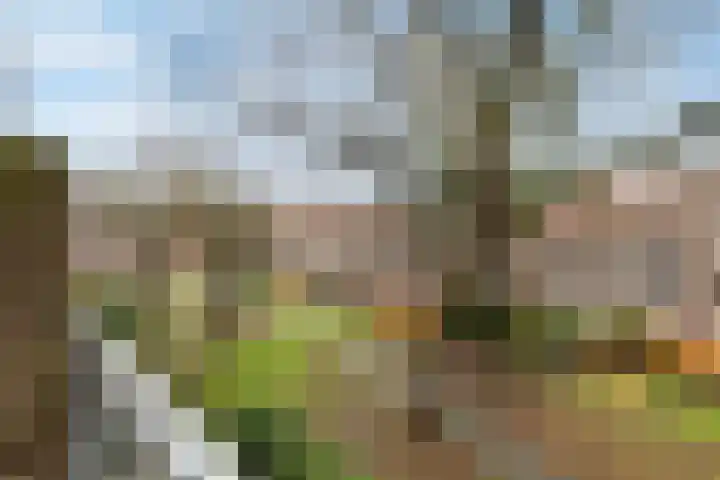 Eewal 51 Burdaard thumbnail 83