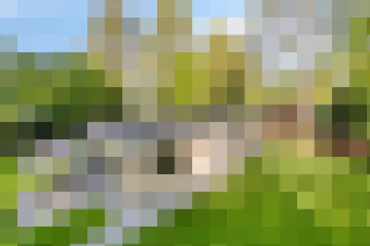 Eexterkoele 4 Eext