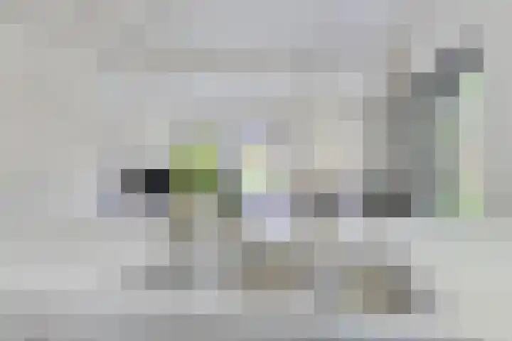 Eexterkoele 4 Eext thumbnail 21