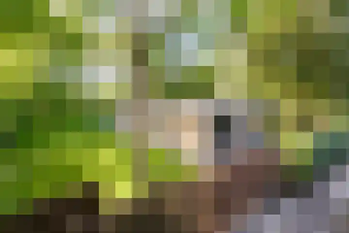 Eexterkoele 4 Eext thumbnail 34