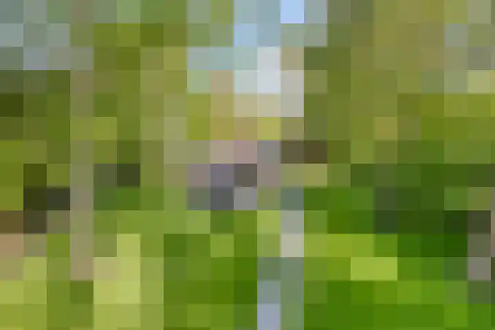 Eexterkoele 4 Eext thumbnail 37