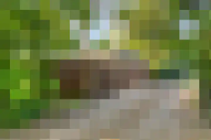 Eexterkoele 4 Eext thumbnail 39